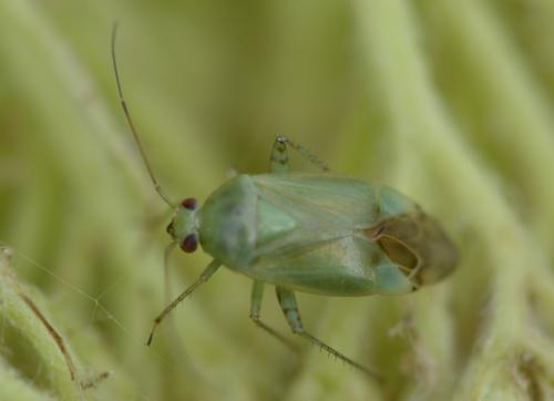 Réf. 186 632 : Apolygus spinolae